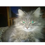 Евгений Корнеев